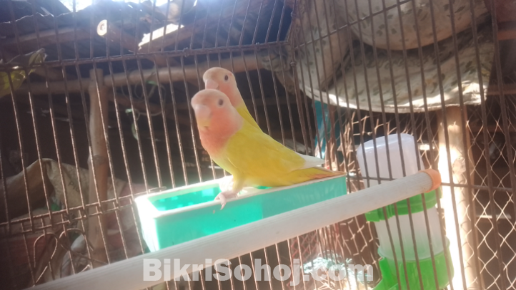 Love bird